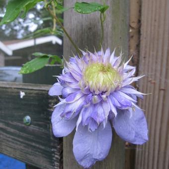 Clematis 'Blue Light'