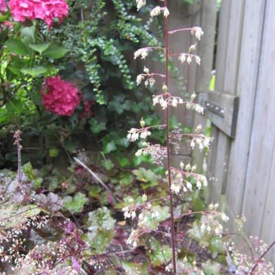 Heuchera micrantha 'Palace Purple' - Heuchera micrantha 'Palace Purple'