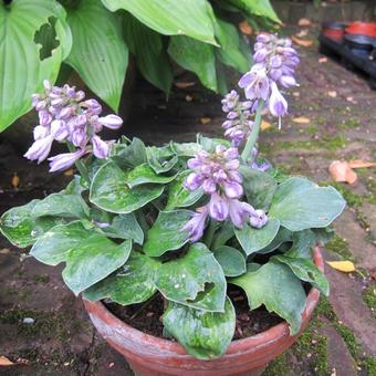 Hosta 'Blue Mouse Ears'