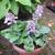 Hosta 'Blue Mouse Ears'