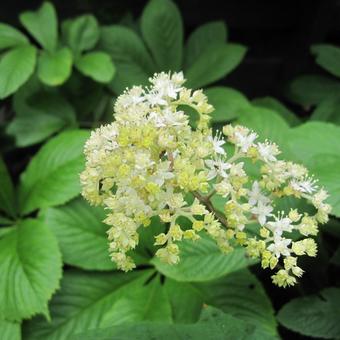 Rodgersia 'La Blanche'