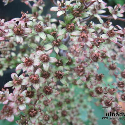 Rodgersia 'La Blanche'