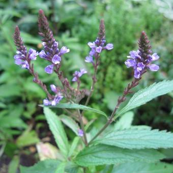 Verbena hastata 'Blue Spires'