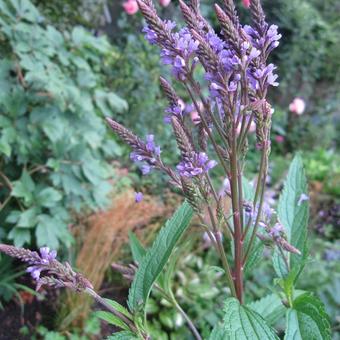 Verbena hastata 'Blue Spires'