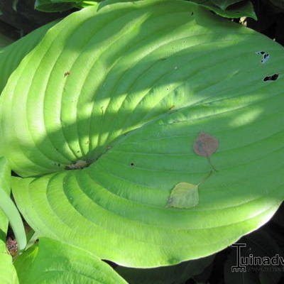 Hosta 'Sum and Substance' - Hosta 'Sum and Substance'