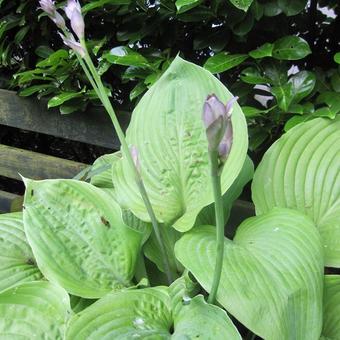 Hosta 'Sum and Substance'