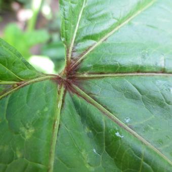 Malva sylvestris subsp. mauritanica