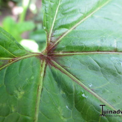 Malva sylvestris subsp. mauritanica