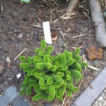 Abies balsamea 'Piccolo' - 