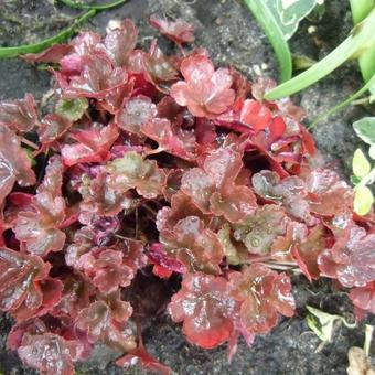 Heuchera 'Petite Pearl Fairy'