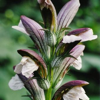 Acanthus hungaricus