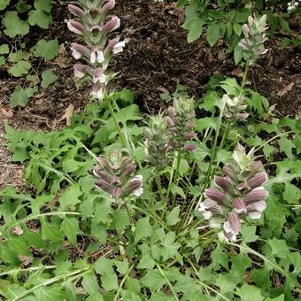 Acanthus hungaricus