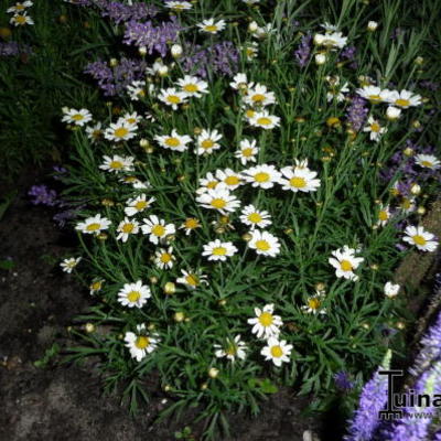 Leucanthemum x superbum 'Silberprinzesschen' - Leucanthemum x superbum  'Silberprinzesschen'