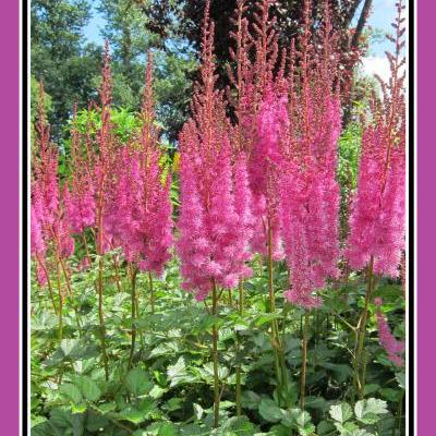 Astilbe chinensis 'Superba'