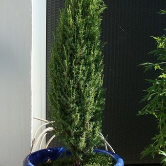 Juniperus communis 'Arnold'