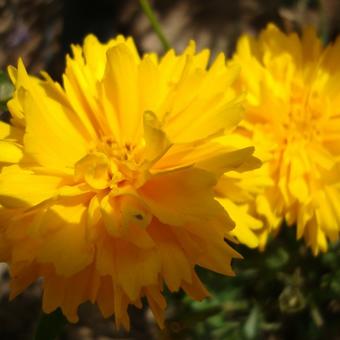 Coreopsis grandiflora 'Sunburst'