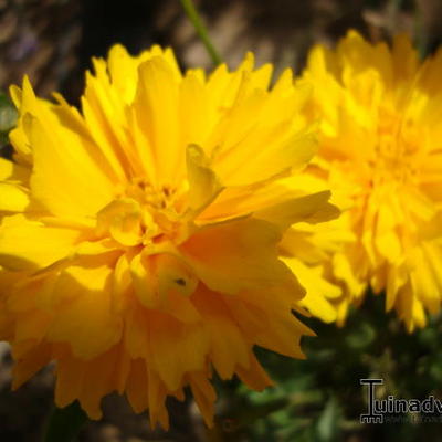 Coreopsis grandiflora 'Sunburst' - Coreopsis grandiflora 'Sunburst'