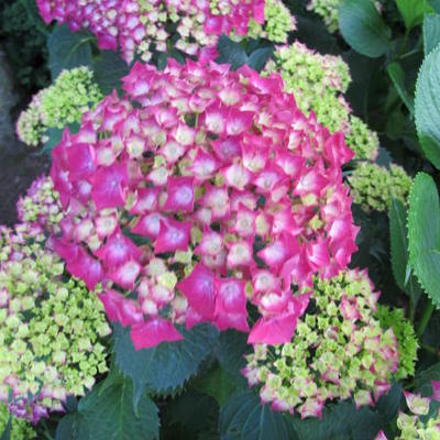 Hydrangea macrophylla 'Leuchtfeuer' - Hydrangea macrophylla 'Leuchtfeuer'