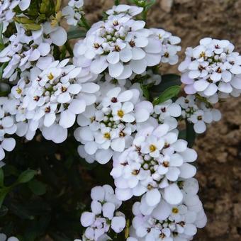 Iberis sempervirens 'Masterpiece'