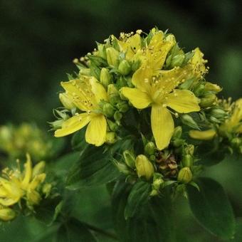 Hypericum perforatum