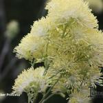 Thalictrum flavum 'Tukker Princess' - 