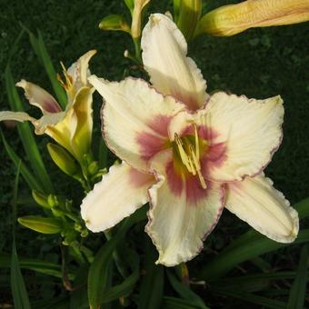 Hemerocallis 'Chicago Picotee Memories'