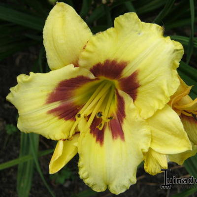 Hemerocallis 'El Desperado' - Hemerocallis 'El Desperado'