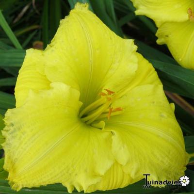 Hemerocallis 'Beauty To Behold' - 