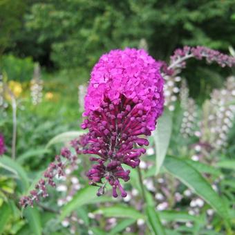 Buddleja davidii  'Royal Red'