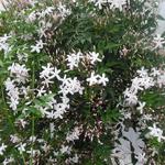 Jasminum officinale - Echter Jasmin