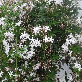 Jasminum officinale