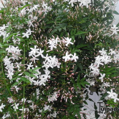 Jasminum officinale - Echter Jasmin - Jasminum officinale