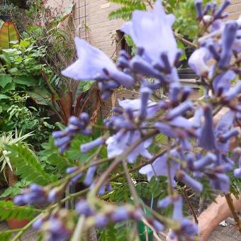 Jacaranda mimosifolia