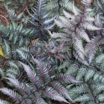 Athyrium niponicum 'Metallicum'