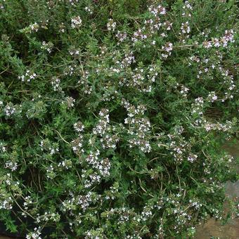 Thymus vulgaris 'Deutscher Winter'