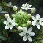 Ornithogalum saundersii - 