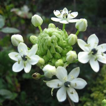 Ornithogalum saundersii