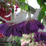 Fuchsia 'Blue Angel' - 