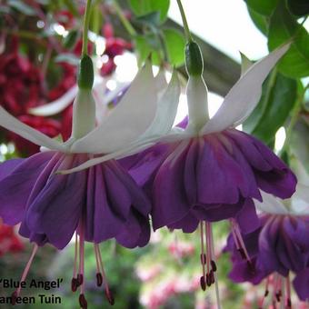 Fuchsia 'Blue Angel'