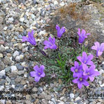 Edraianthus serpyllifolius - 