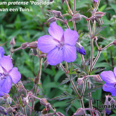 Geranium pratense 'Poseidon' - 