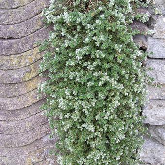 Paronychia kapela ssp. serpyllifolia