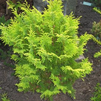 Chamaecyparis pisifera 'Plumosa Aurea'