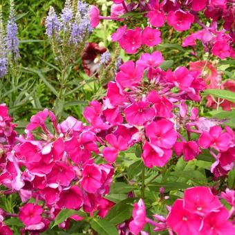 Phlox paniculata 'Starfire'