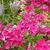 Phlox paniculata 'Starfire'