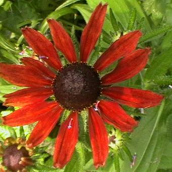 Rudbeckia hirta 'Cherry Brandy'