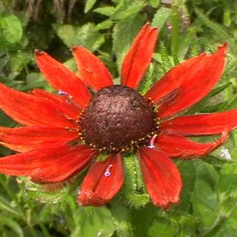 Rudbeckia hirta 'Cherry Brandy'