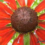 Rudbeckia hirta 'Cherry Brandy' - 