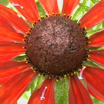 Rudbeckia hirta 'Cherry Brandy'