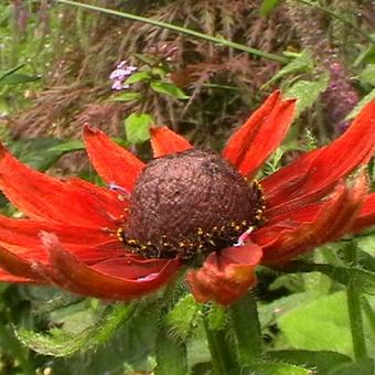 Rudbeckia hirta 'Cherry Brandy'